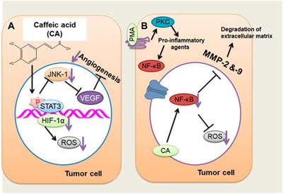 Potential Therapeutic Implications of Caffeic Acid in Cancer Signaling: Past, Present, and Future